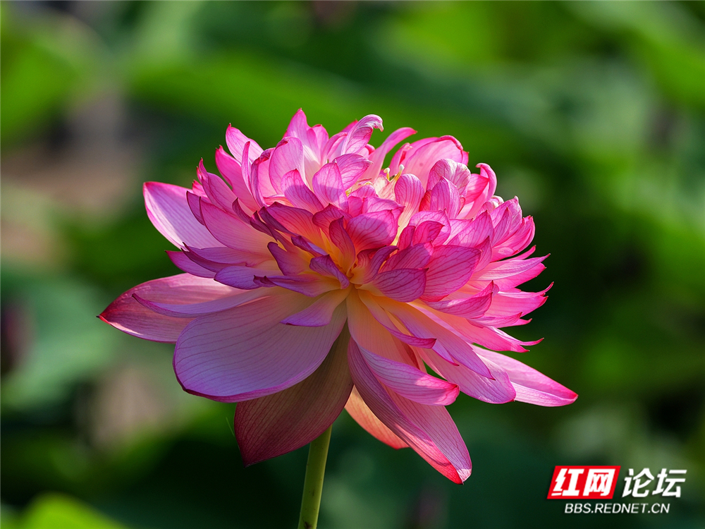 nEO_IMG_PANA6006 拷贝_副本.jpg nEO_IMG_PANA6006 拷贝_副本.jpg