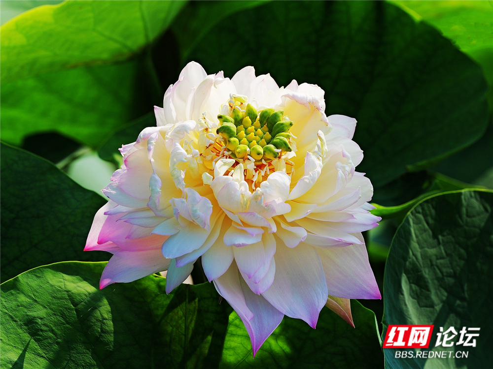 nEO_IMG_PANA6074 拷贝_副本.jpg nEO_IMG_PANA6074 拷贝_副本.jpg