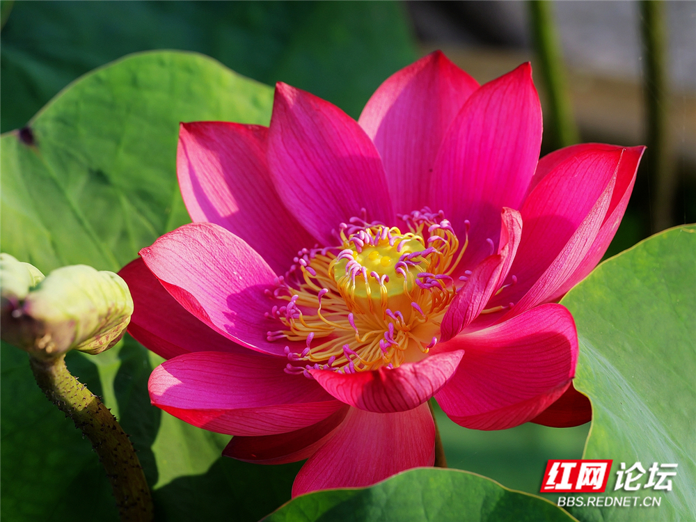 nEO_IMG_PANA6011 拷贝_副本.jpg nEO_IMG_PANA6011 拷贝_副本.jpg