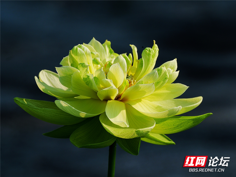 nEO_IMG_PANA6071 拷贝_副本.jpg nEO_IMG_PANA6071 拷贝_副本.jpg