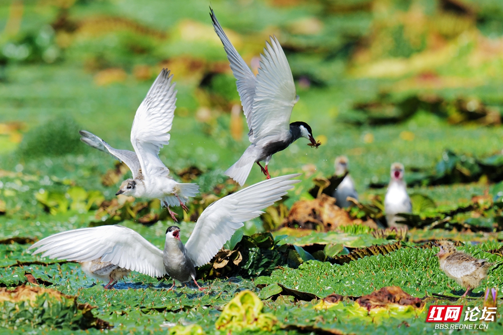 L1480615 拷贝.jpg