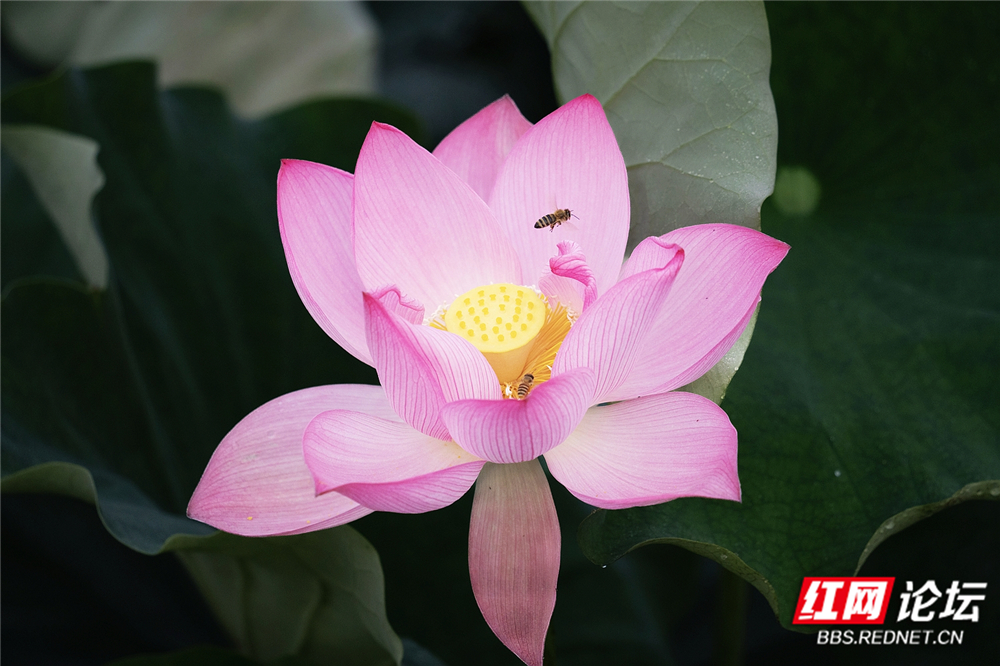 nEO_IMG_DSC06456 拷贝.jpg