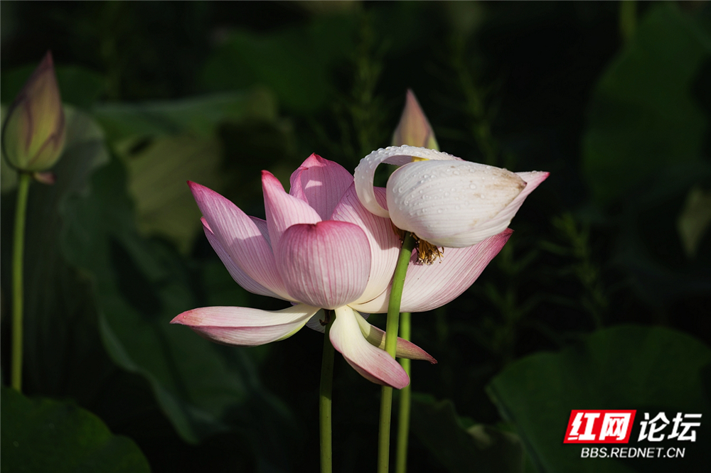 nEO_IMG_DSC06572 拷贝.jpg