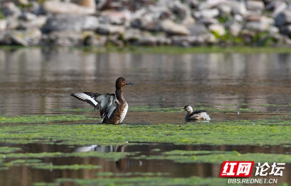 青头潜鸭 青头潜鸭