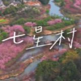 视频丨湘潭：七星村里樱花盛开