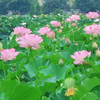岳塘区：百亩荷花竞相绽放 绘就夏日诗意画卷