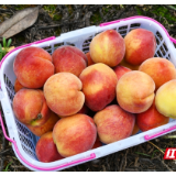 岳塘区七星桃花源：黄桃满枝头 采摘正当时