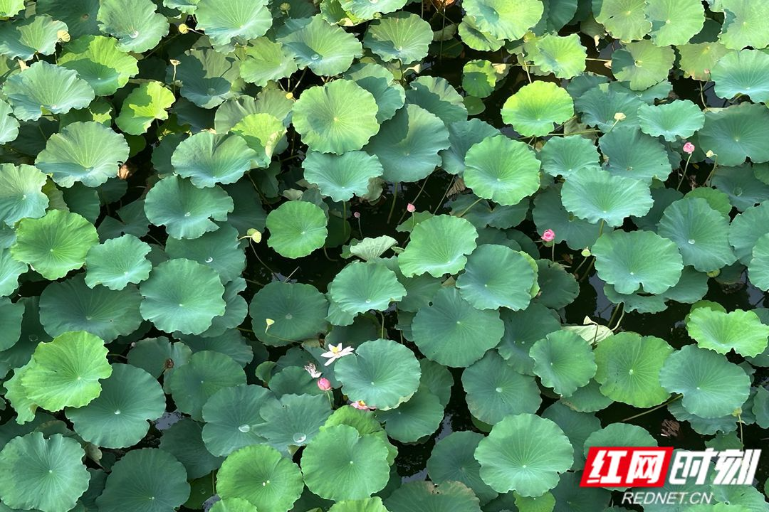 我爱湘潭我的家丨湖湘公园：莫因炎热误美景 夏日赏荷正当时