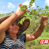 万企兴万村喜迎二十大丨湖南湘泉药业：药材飘香致富路 强企兴村正当时