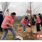 龙山县第一幼儿园：开展爱树护树亲子活动