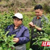 吉首市中黄村：黄金茶长势喜人 村民采茶增收入