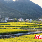 泸溪县都岐村：创新推进乡村治理 绘就“富春山居图”