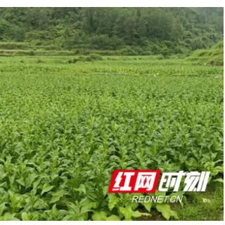 永顺：“菜老板”摇身一变“烤烟王”带领群众迈上致富大道