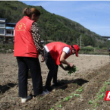 凤凰联通：驻村工作队助农忙促丰收