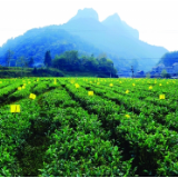 保靖黄金茶入选湖南“十大优异种质资源”