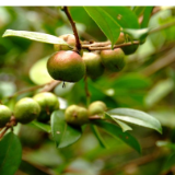 湖南省将打造“全国油茶交易中心”