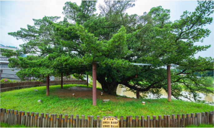 古罗汉松.png 古罗汉松.png