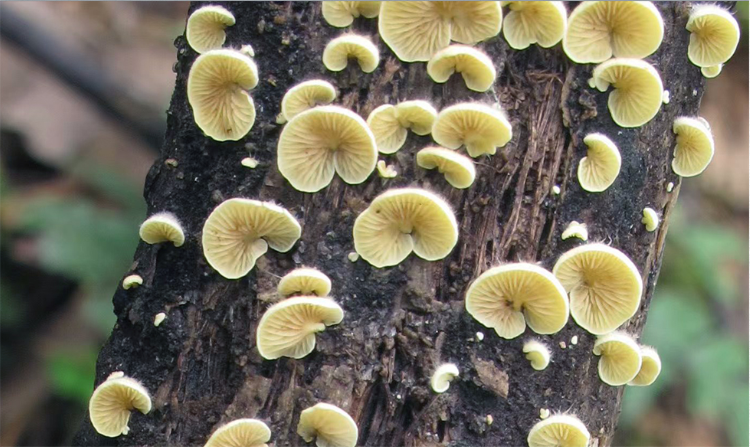 硫黄靴耳.png 硫黄靴耳.png