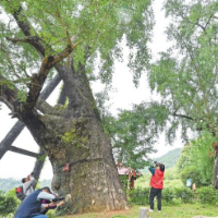 长沙市“发现古树名木之美”活动在浏阳启动