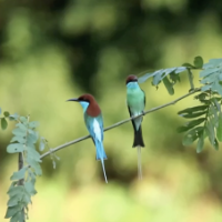神奇生物在哪里|“中国最美小鸟”来湘度蜜月,“嘘,别打扰它们”