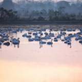 “天下洞庭”生生不息