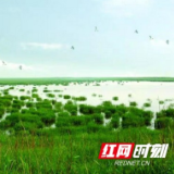 美丽河湖丨浩江湖：生态治水 绘就“人水和谐”新图景