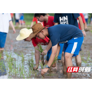 中学生体验农耕文化 下田插秧感悟劳动精神