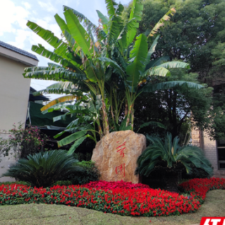 新春走基层|赏花打卡年味浓 花化彩化迎新春