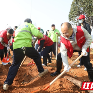 手植一抹绿，共建“繁荣林” 芙蓉区启动义务植树月活动