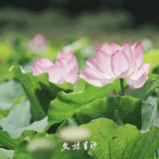 长沙县的“夏雨荷”终于想“开”了