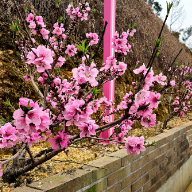 我爱湘潭我的家丨岳塘区七星村：桃花芬芳迎客来