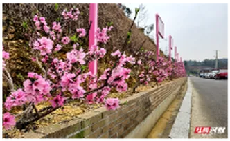 我爱湘潭我的家丨岳塘区七星村：桃花芬芳迎客来