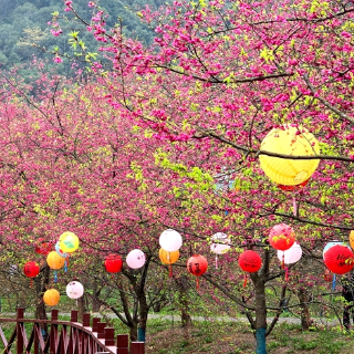 组图丨湘潭七星村：春风吹暖樱花色 静待游客入画来