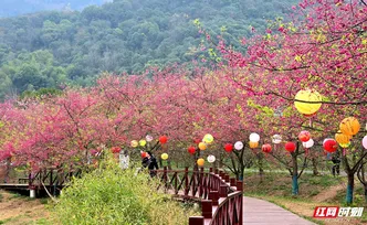 组图丨湘潭七星村：春风吹暖樱花色 静待游客入画来