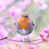 芙蓉·小说丨刘庆邦：挂在墙上的弦子