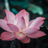 芙蓉·诗歌丨穆卓：夏天的全部核心（组诗）  