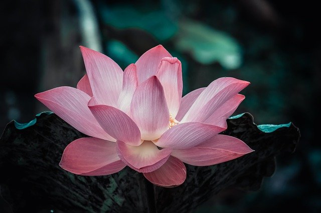 flowesr-g8f14ab7dd_640.jpg
