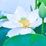 清明诗词丨朱继忠：又接清明铺远渚 温来浊酒慰黄花