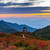 4月22日起，浏阳大围山十万亩原生态野生杜鹃花将迎初花期