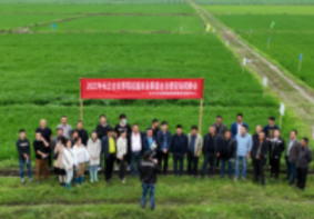 水稻除草新技术 省时省工又省药