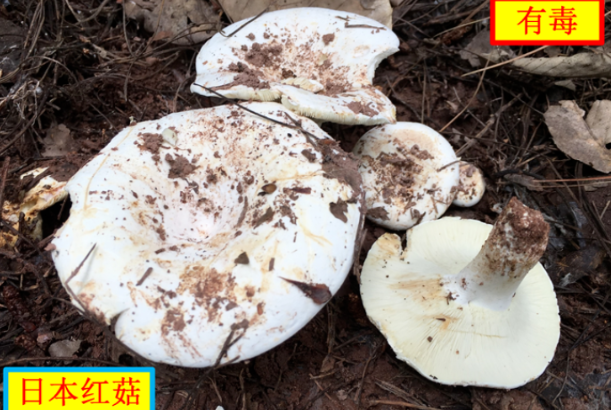 高温多雨季,谨防野生蘑菇中毒!