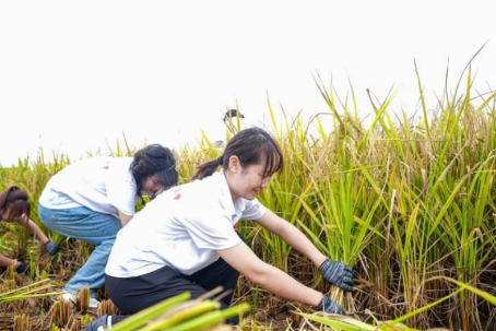 共度金秋，和美丰收 湖南女子学院师生将劳动课堂搬到田间地头