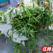 茶香氤氲沩山巅 制茶能手指尖论英雄