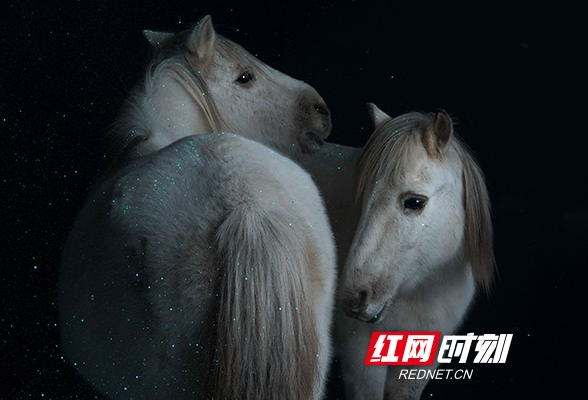 影展、马术、歌剧、派对同时搬进艺术馆！长沙这场艺术大秀超“燃”