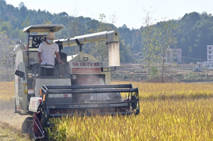 Longhui ratooning rice yield hits new record in Hunan