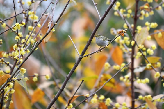 Wintersweet flowers pictured during solar term Xiaohan