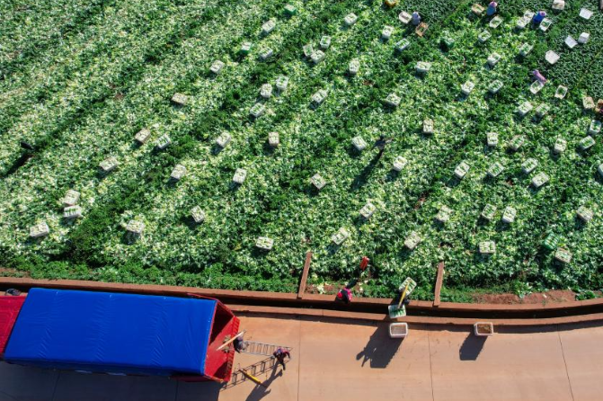 Vegetables harvested in China