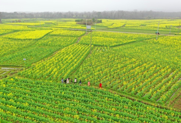 Changjiangxu Village: tourists are attracted by rape flowers blooming in spring