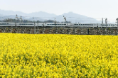 Scenery of cole flower field in SW China