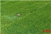 Drones Used to Increase Late-season Rice Yields